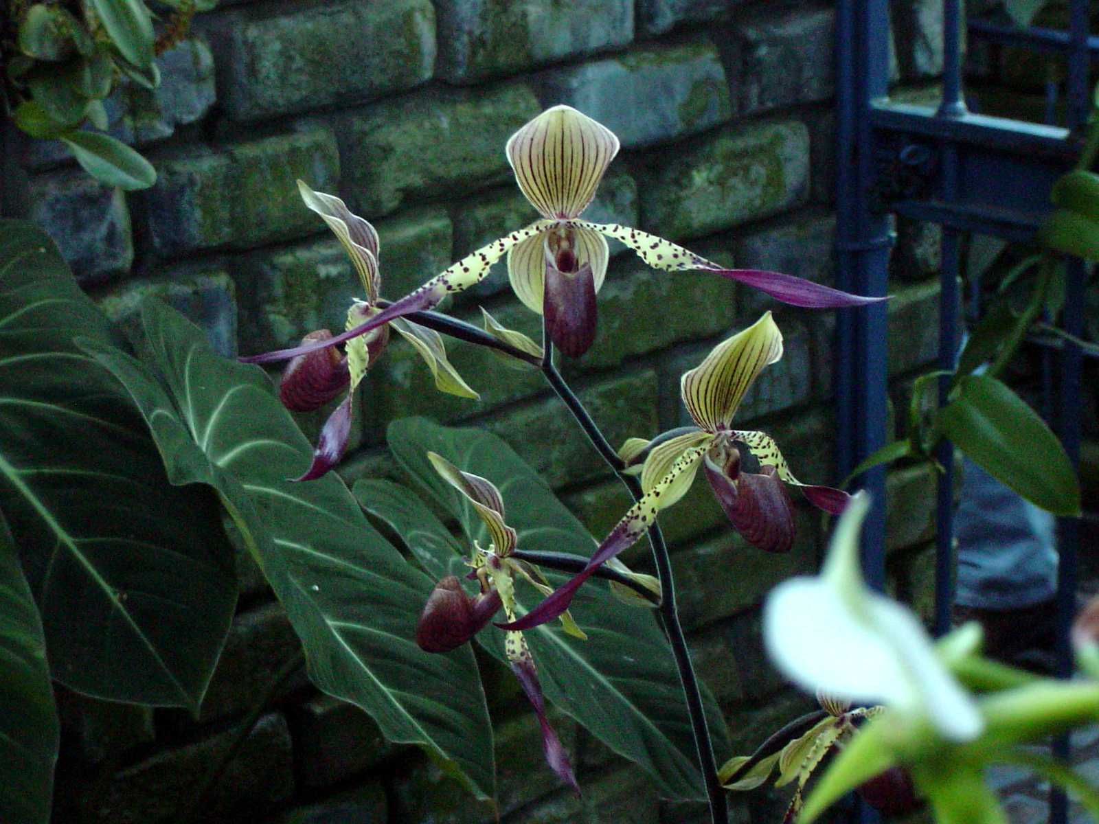 orchidsab3399